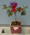 Plant07